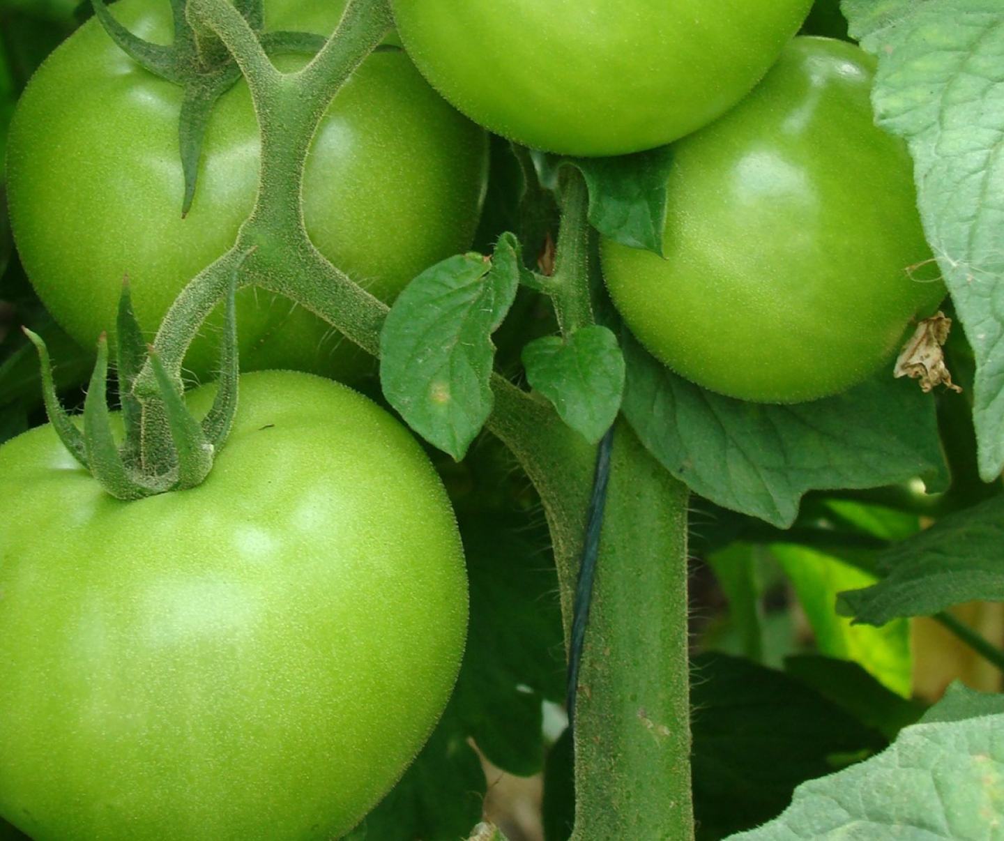 Green Tomatoes on a tree branch