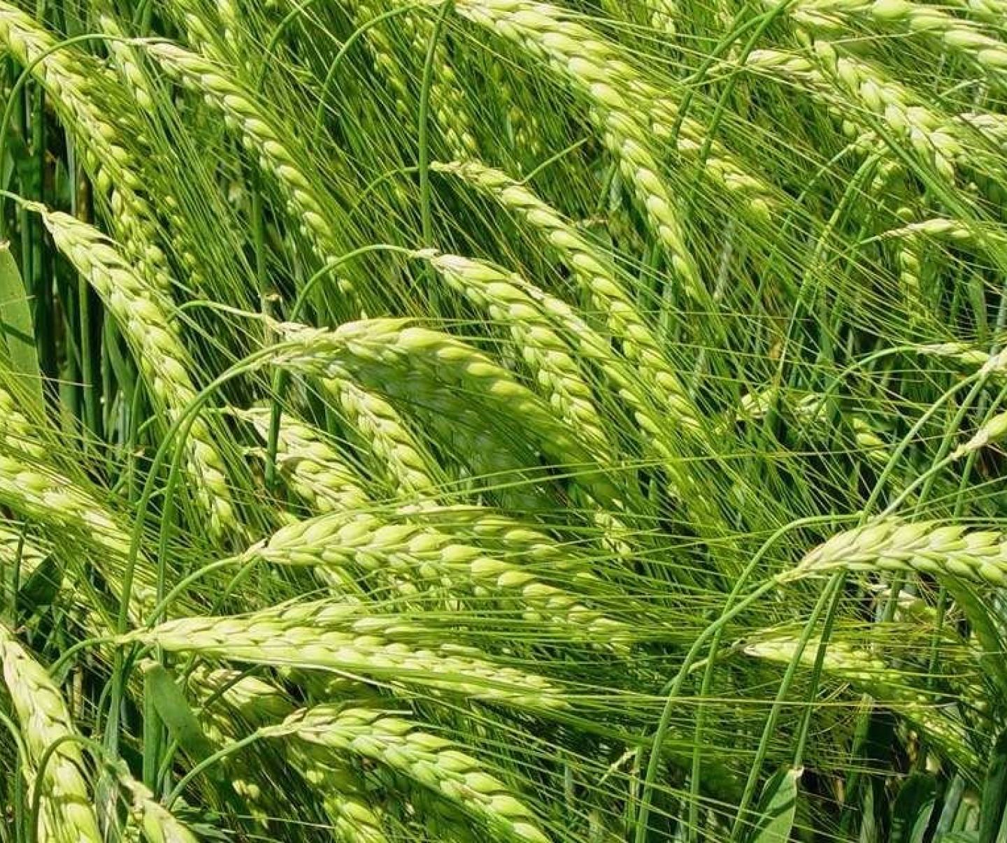 Green barley in field