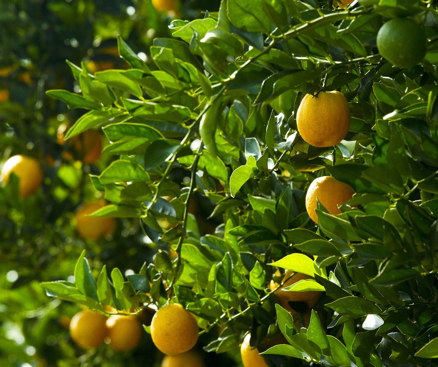 Citrus fruits on tree