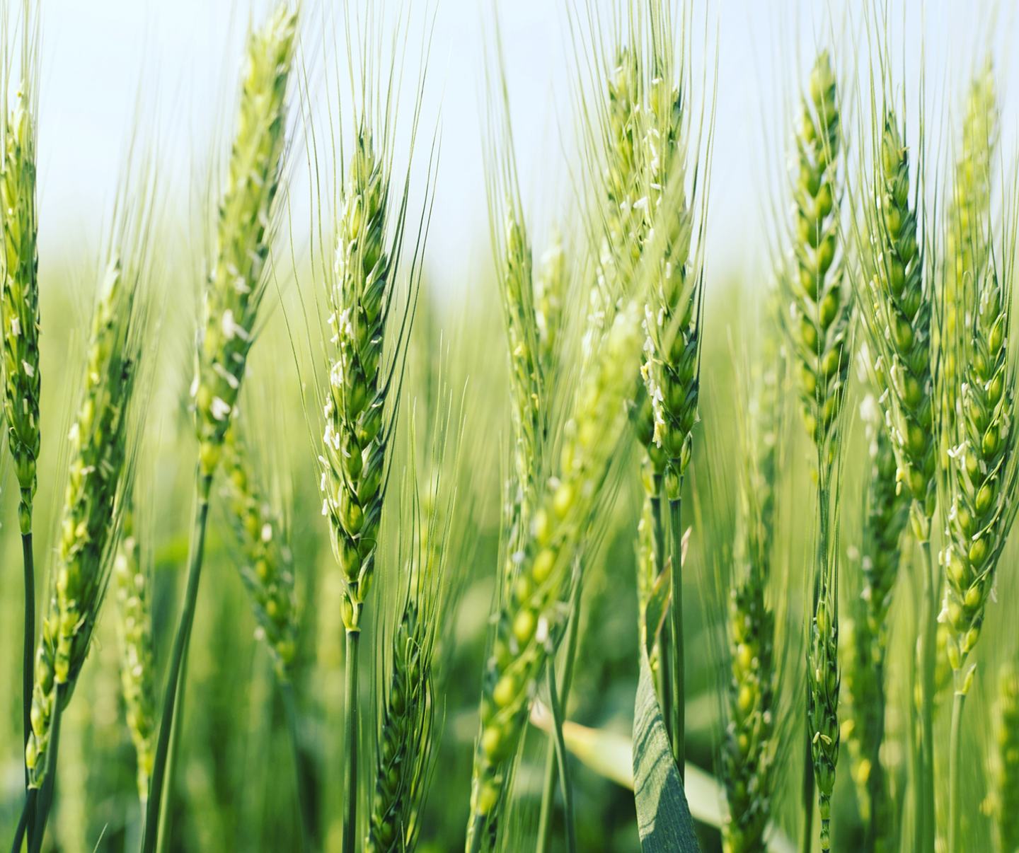 Green wheat crop in field