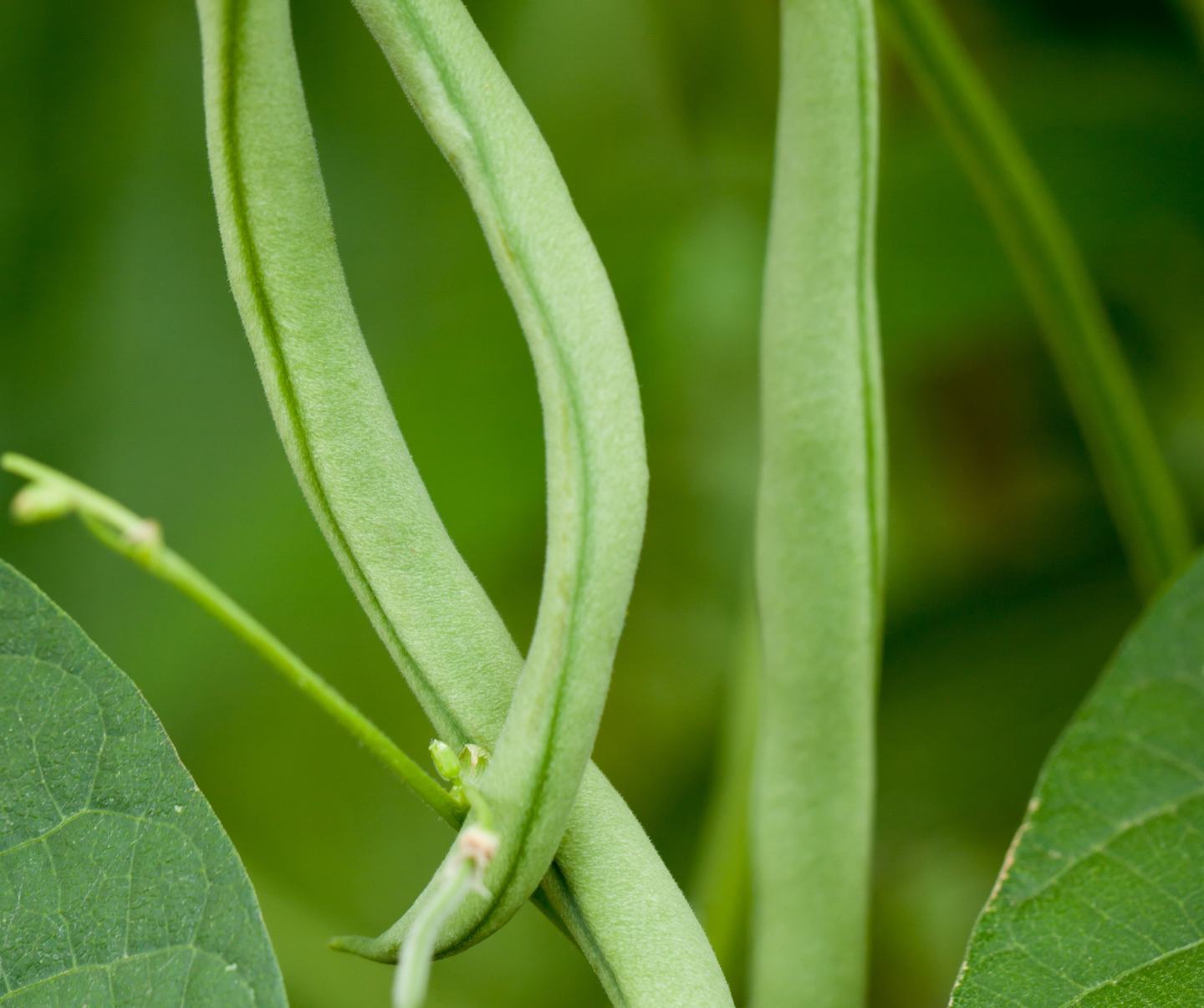 Fresh green beans