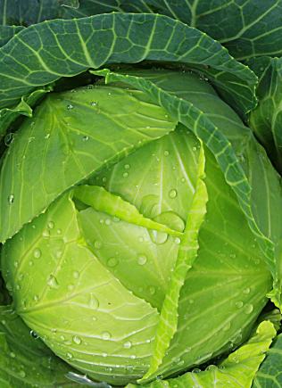 Green Cabbage