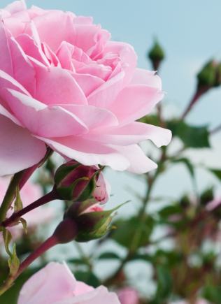 Pest and disease free roses