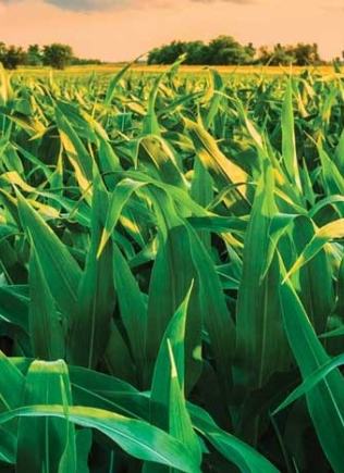 Green Maize crops in a field