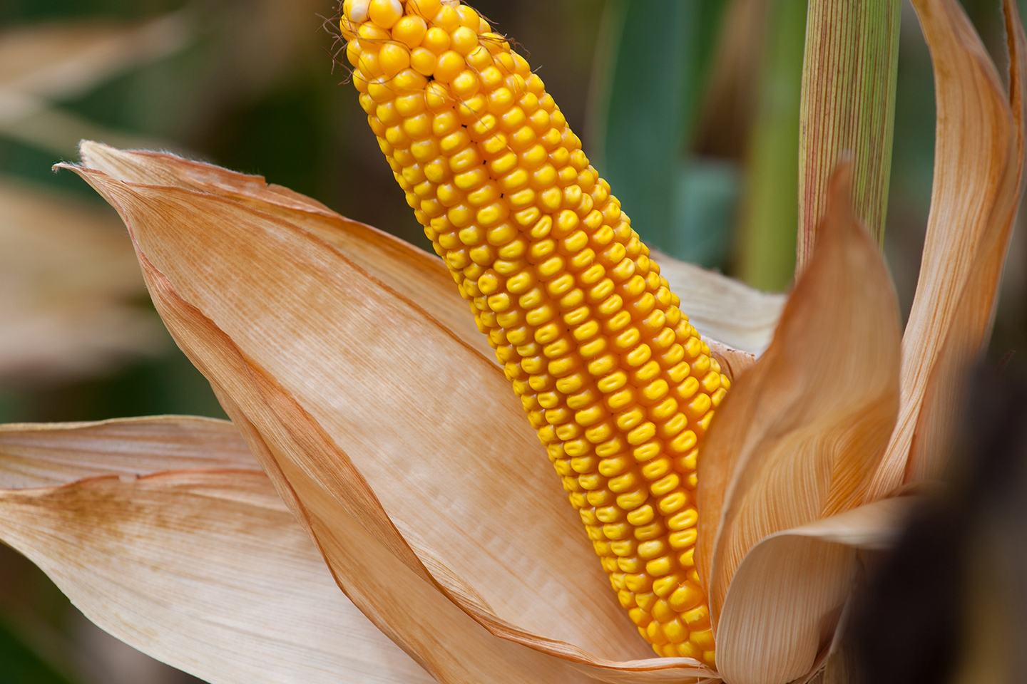 Corn on the stalk