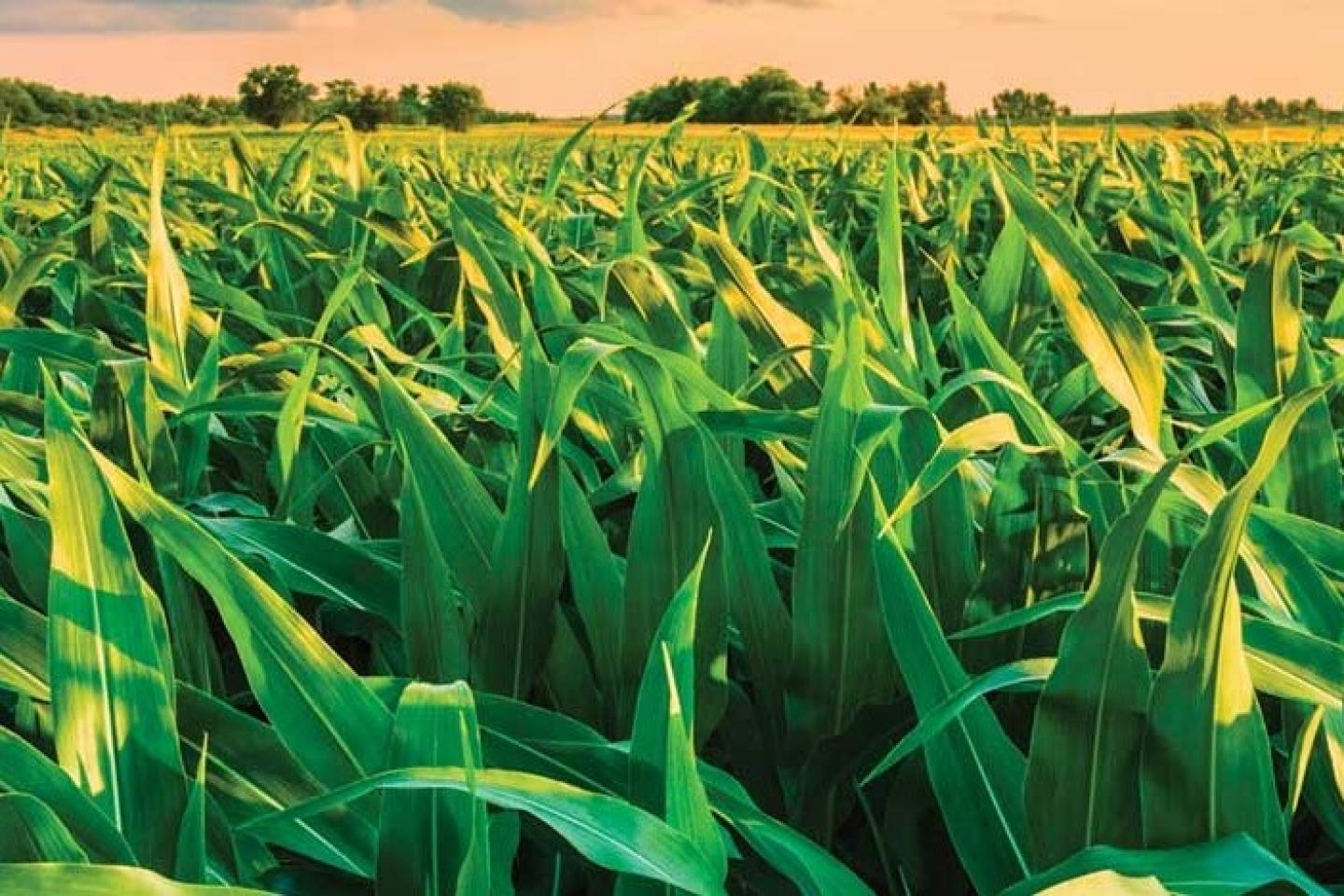 Green maize in field