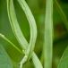 Fresh green beans