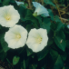 Calystegia flower