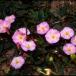 Convolvulus arvensis flowering