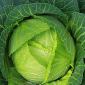 Pest and disease-free green cabbage