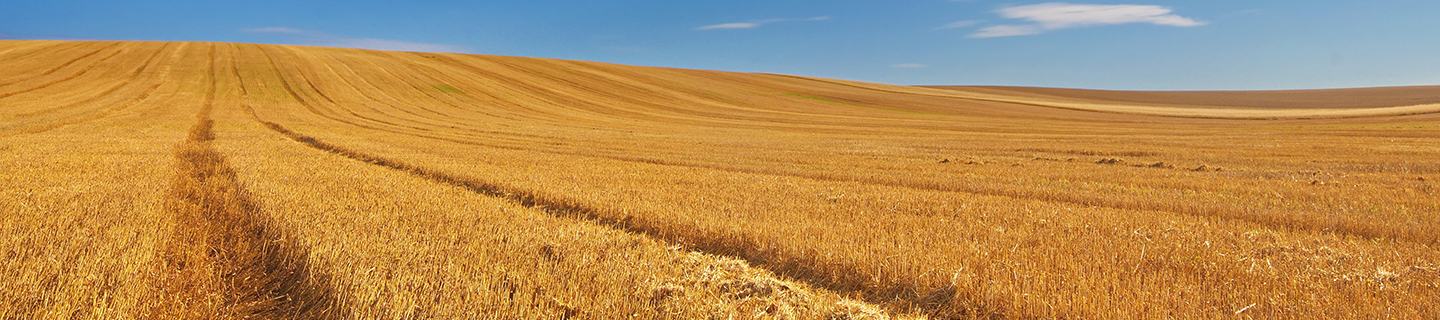 Beautiful open cereal field