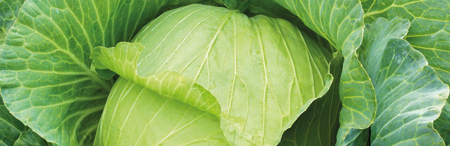 Pest and disease-free green cabbage