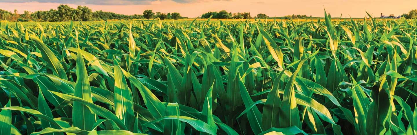 Green Maize crops in a field