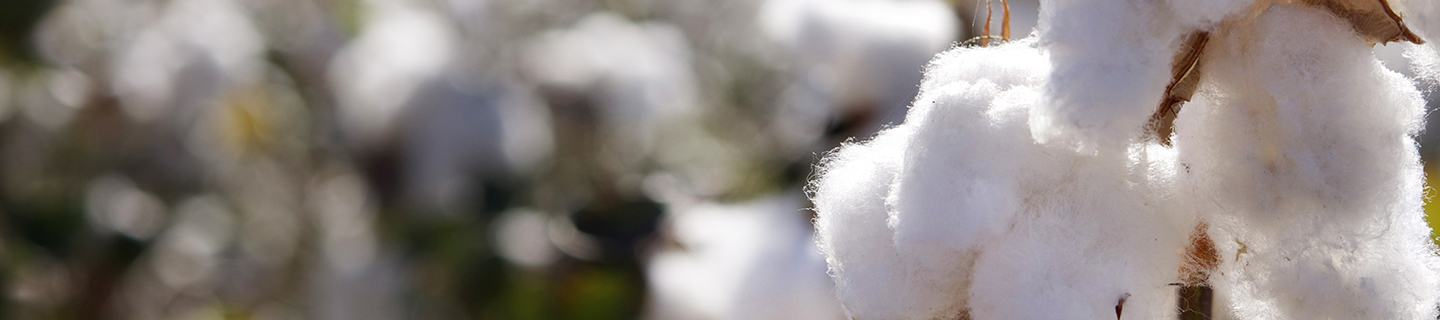 A white cotton crops with the soft fluffy bolls bursting open, ready for harvest in the field