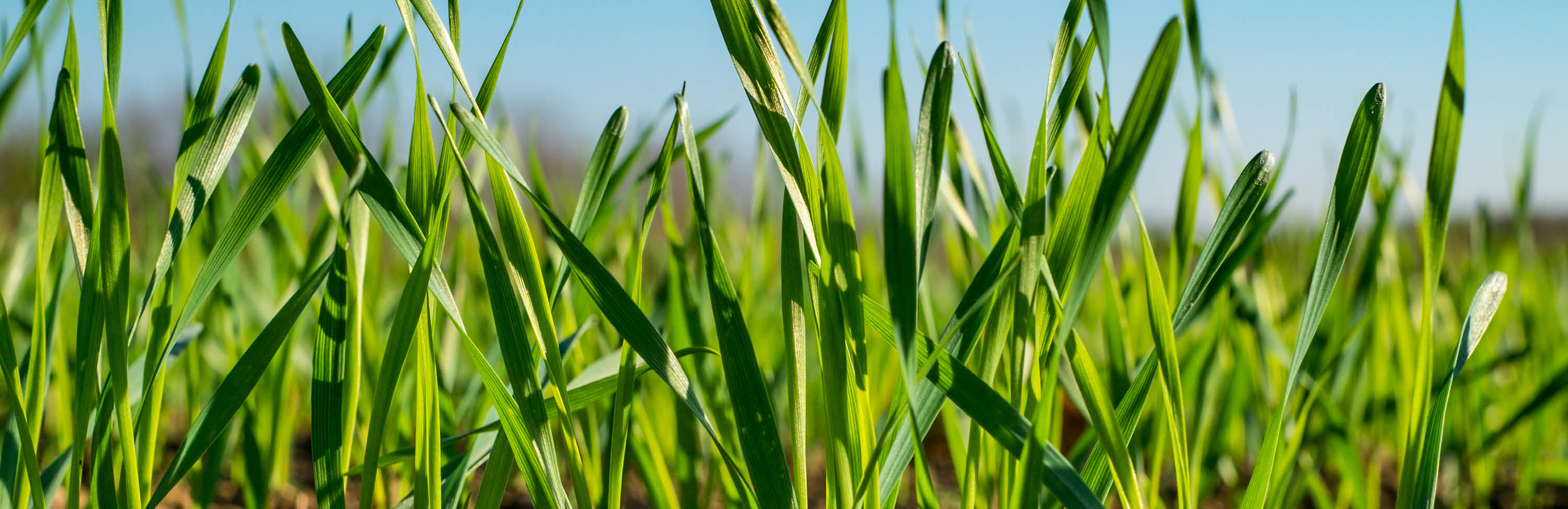 Jungen, grünes Getreide wächst aus brauner Erde, im Hintergrund strahlend blauer Himmel.