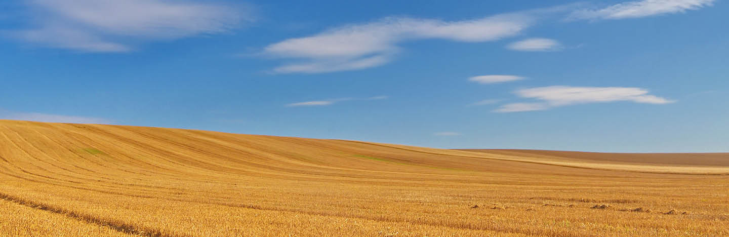 Abgeerntetes, goldenes Getreidefeld mit blauem Himmel und weißen Wolken.