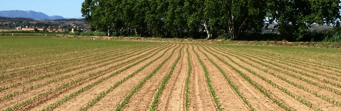 Maisfeld mit kleinem Mais in Reihen mit Landschaft und blauem Himmel.