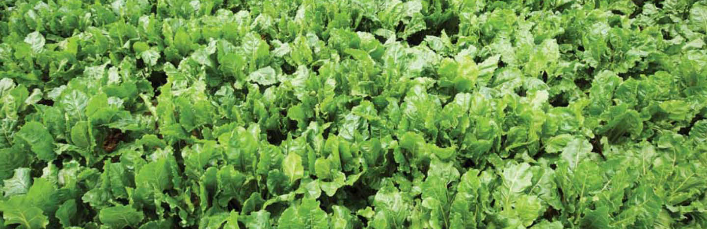 Grüne Blätter der Zuckerrüben eines Zuckerrübenfeldes.