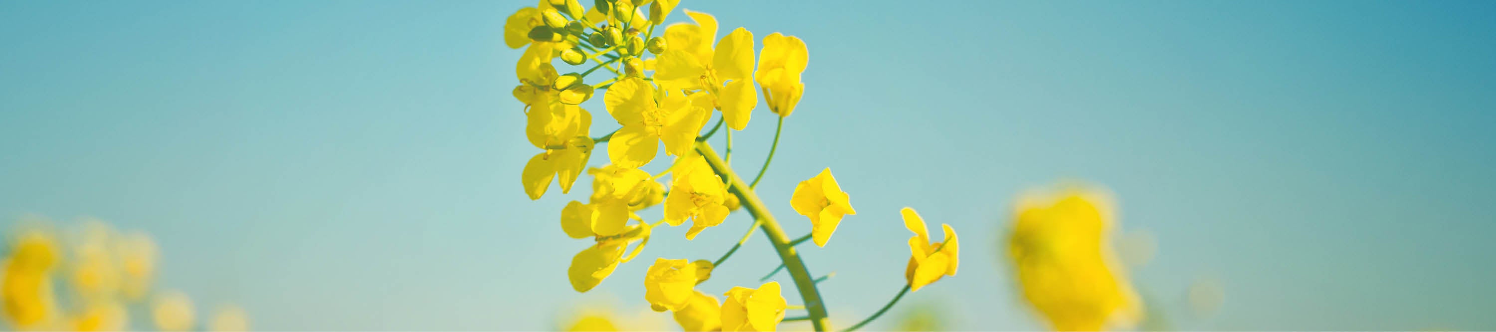 Blühender Raps vor leicht verschwommenen blühendem Rapsfeld mit strahlendblauem Himmel.