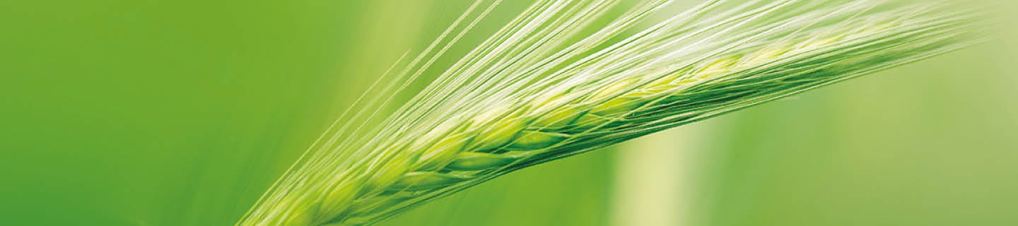 Getreideähre in Nahaufnahme