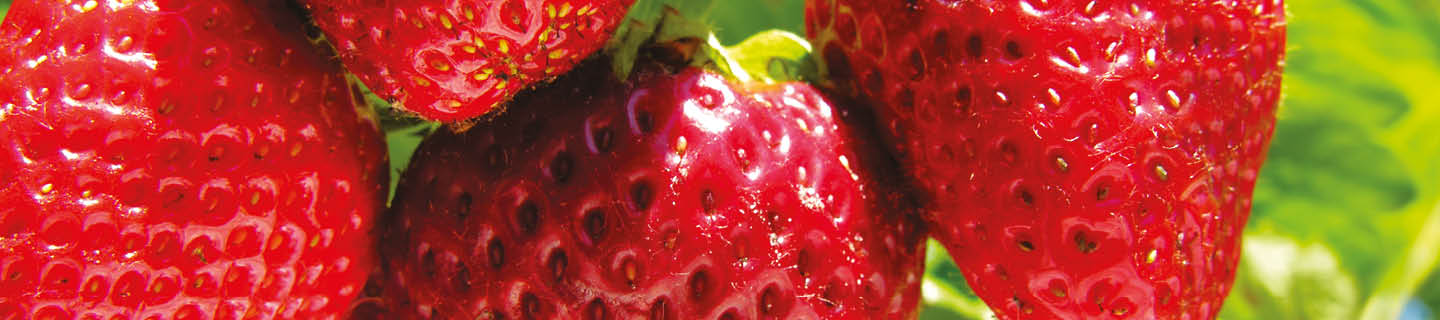 Rote reife Erdbeeren