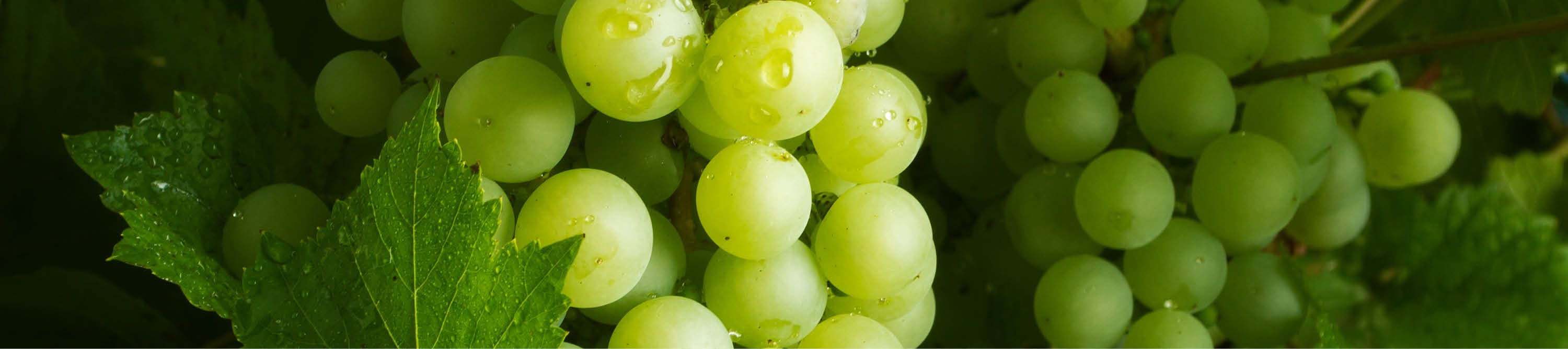 Grüne reife Trauben