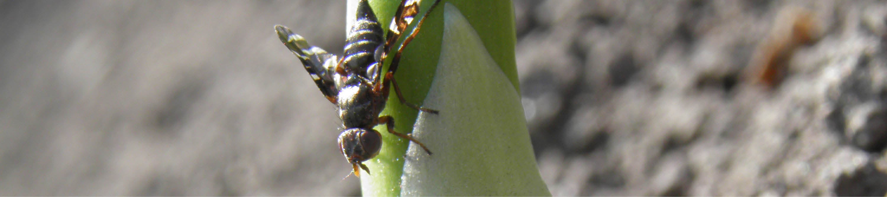 Spargelfliege auf Spargel