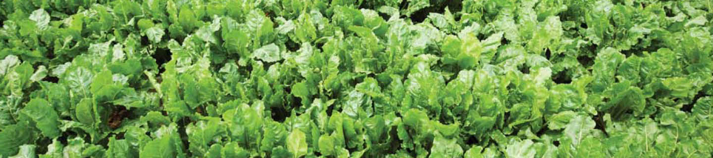 Grüne Blätter der Zuckerrübe