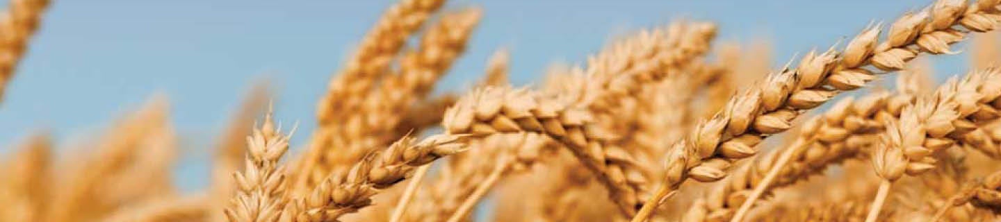 Reife Getreideähren