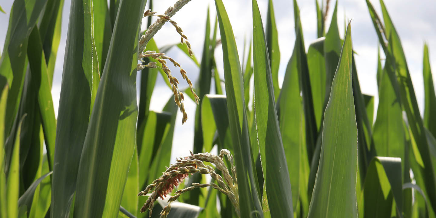 Nahaufnahme eines Maisfeld 