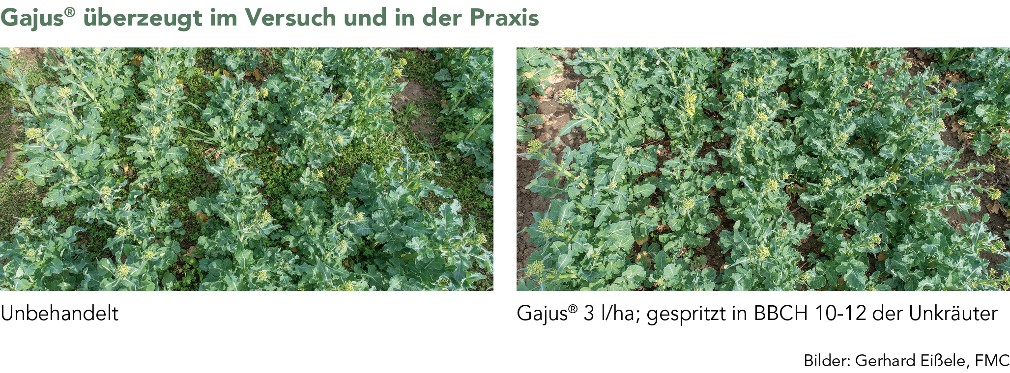 Gajus® überzeugt im Versuch und in der Praxis