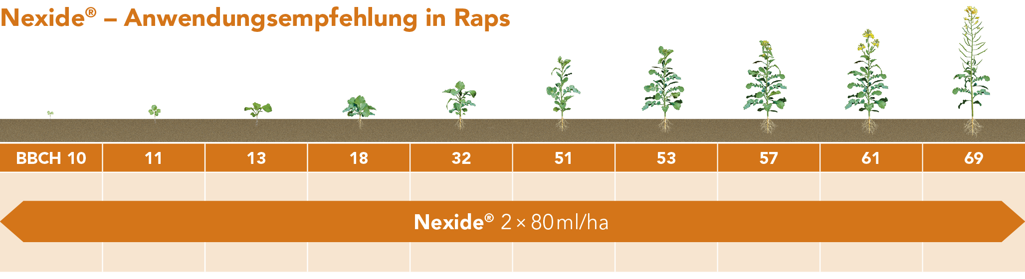 Nexide ® – Anwendungsempfehlung in Raps