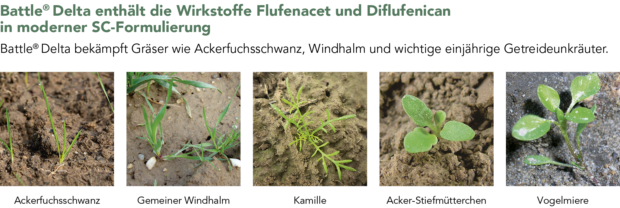 Battle® Delta bekämpft Gräser wie Ackerfuchsschwanz, Windhalm und wichtige einjährige Getreideunkräuter.