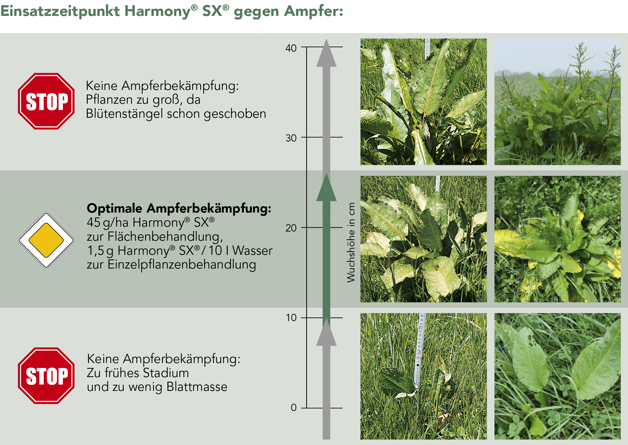 Einsatzzeitpunkt Harmony® SX® gegen Ampfer: