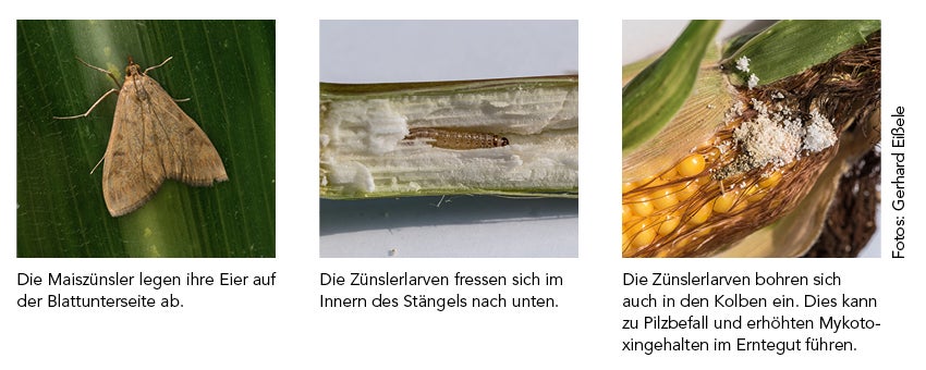 Maiszünsler