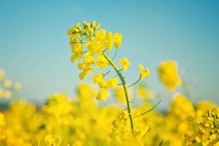 Blühender Raps vor leicht verschwommenen blühendem Rapsfeld mit strahlendblauem Himmel.