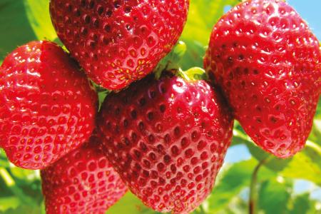 Rote, reife Erdbeeren in Nahaufnahme mit leicht verschwommenen grünen und blauen Hintergrund.