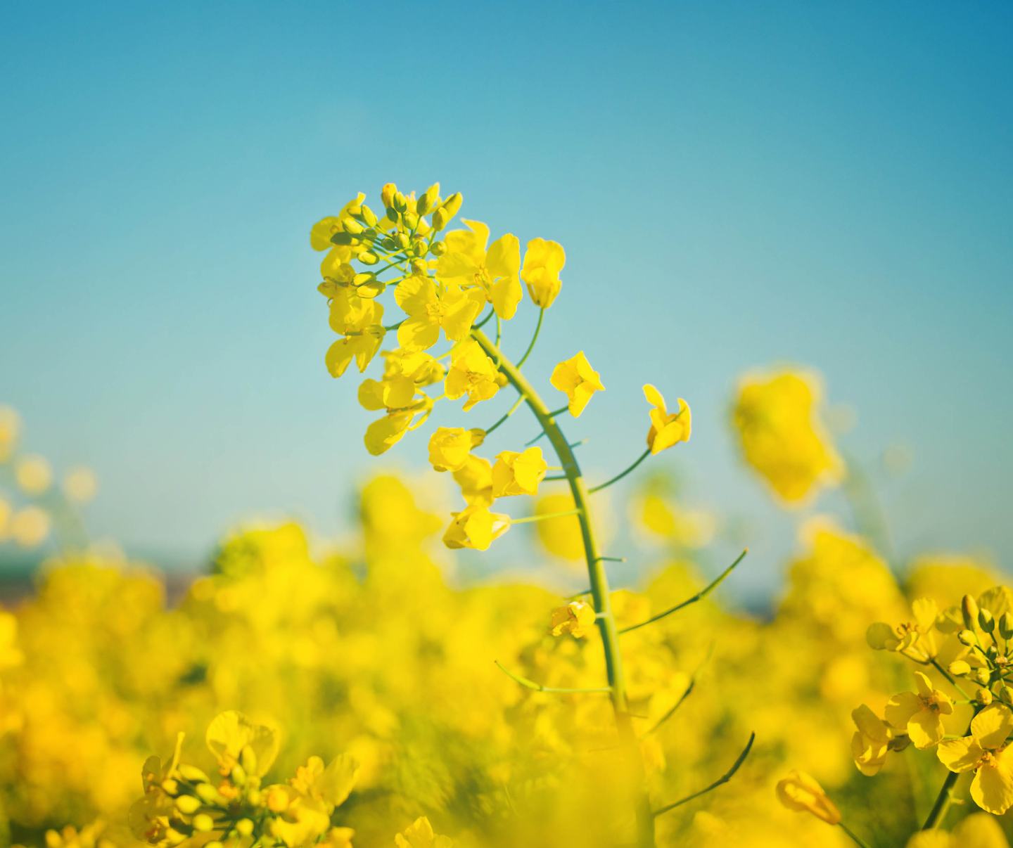 Blühender Raps vor leicht verschwommenen blühendem Rapsfeld mit strahlendblauem Himmel.