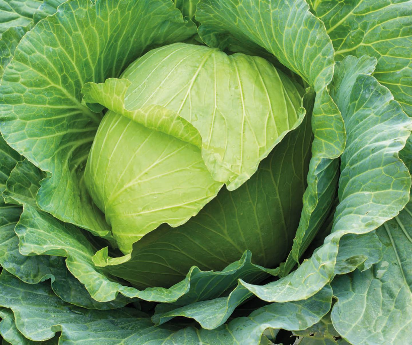 Grüner, gesunder Kohlkopf mit Blättern von oben.