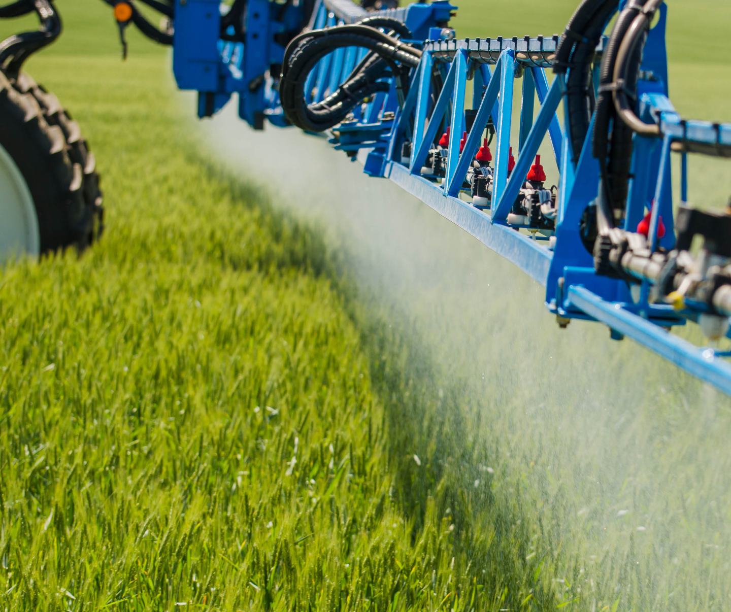 Grünes Getreidefeld mit blauer Pflanzenschutzspritze in Behandlung.