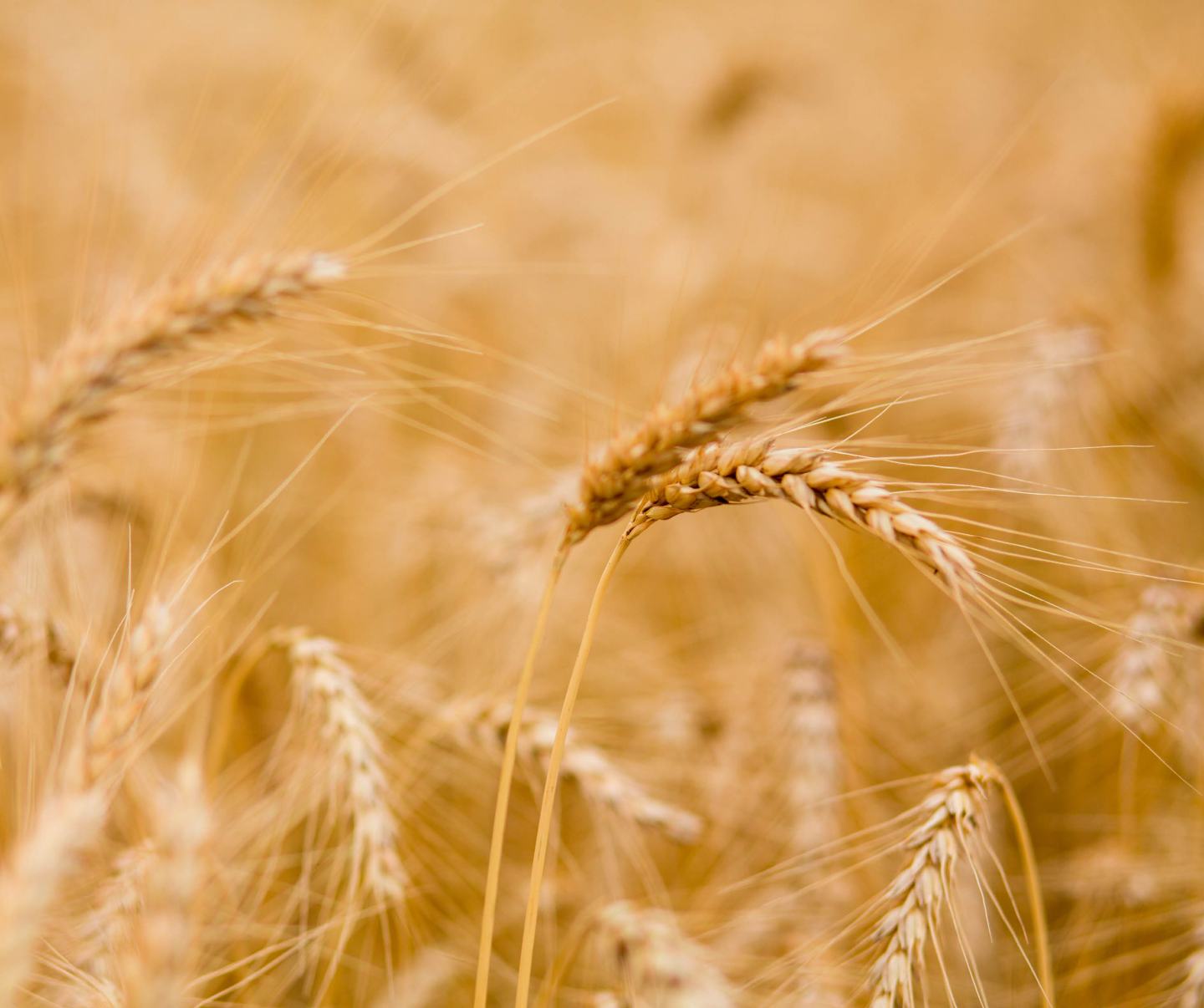 Reife, goldene Gerstenähren in Nahaufnahme mit leicht verschwommenen goldbraunen Hintergrund.