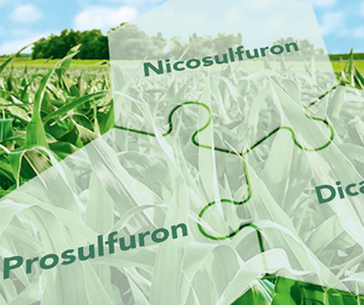 Maisfeld mit Himmel im Hintergund, davor drei transparente weiße Puzzelteile mit den Wirkstoffen Nicosulfuron, Prosulfuron und Dicamba.
