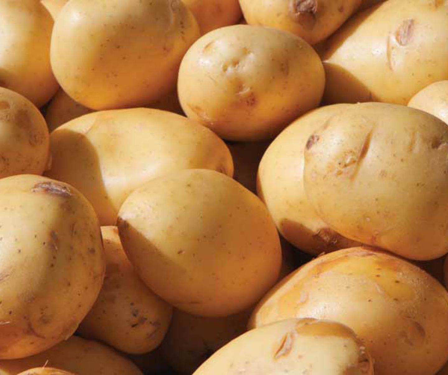 Mehrere braune Kartoffelknollen nebeneinander liegend.