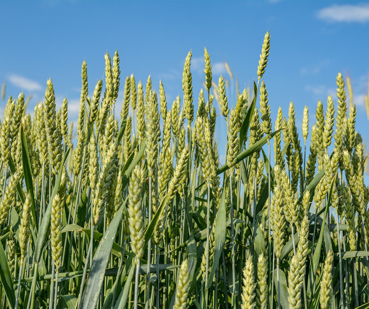 high clearance sprayer