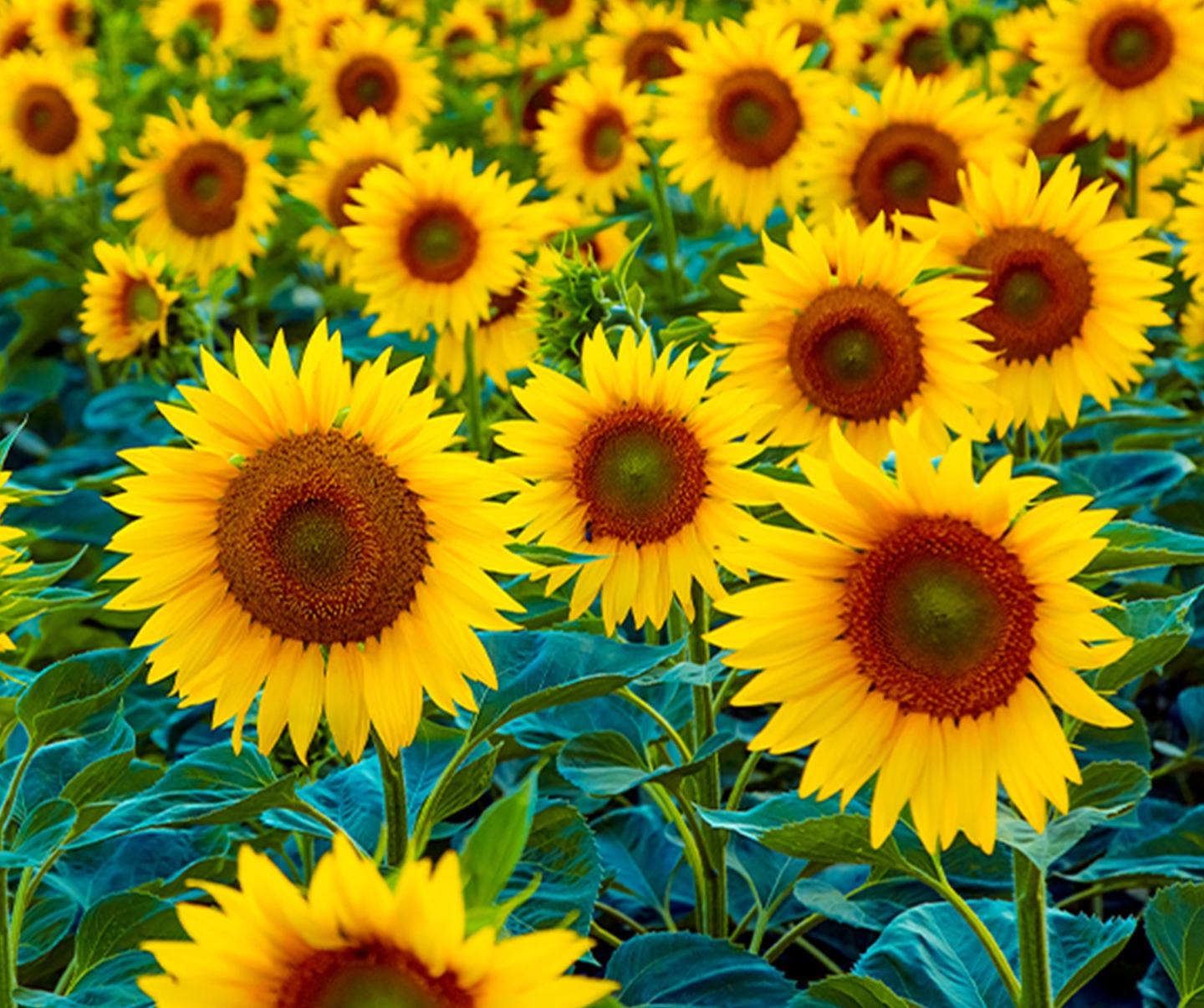 Sunflower