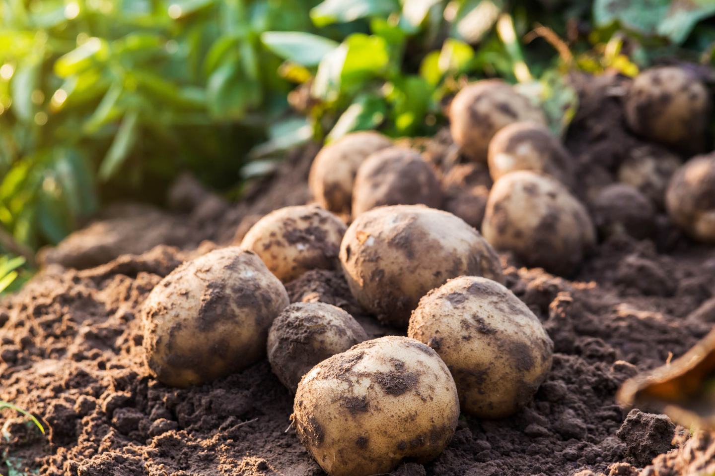Braune Kartoffeln auf Erde im Hintergrund leicht verschwommene grüne Kartoffelpflanzen.