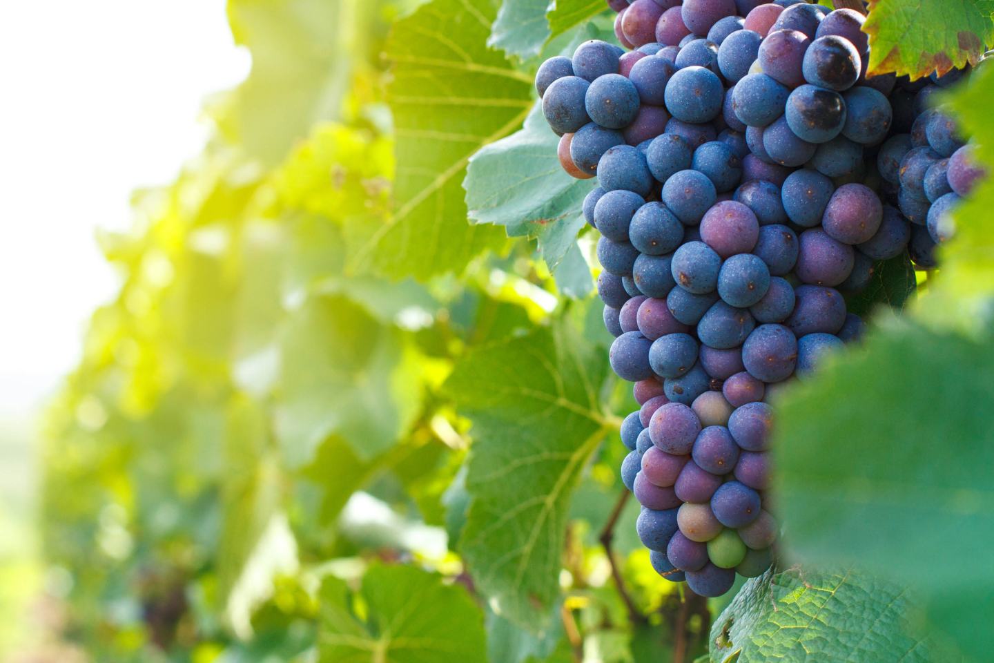 Rote reife Trauben an grüner Rebe