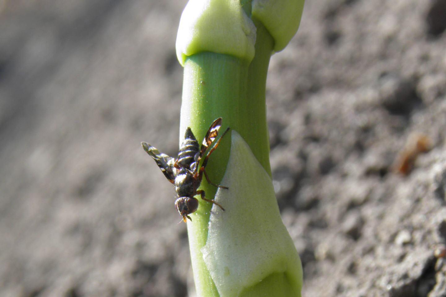 Spargelfliege auf Spargel