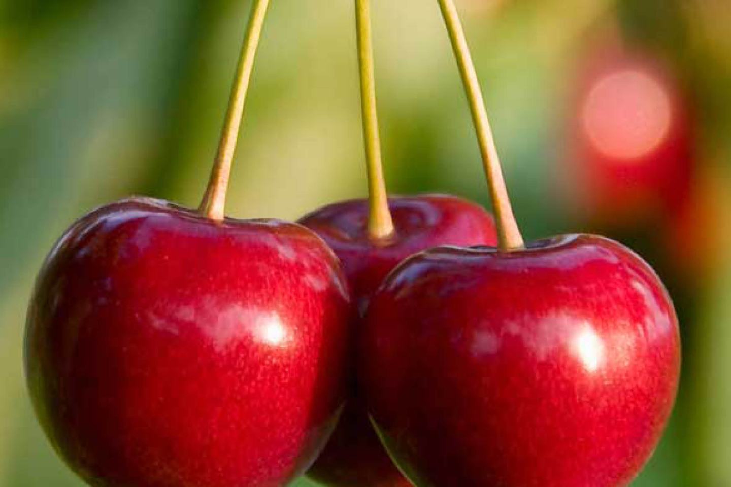 Rote Kirschen vor verschwommenem grünen Hintergrund