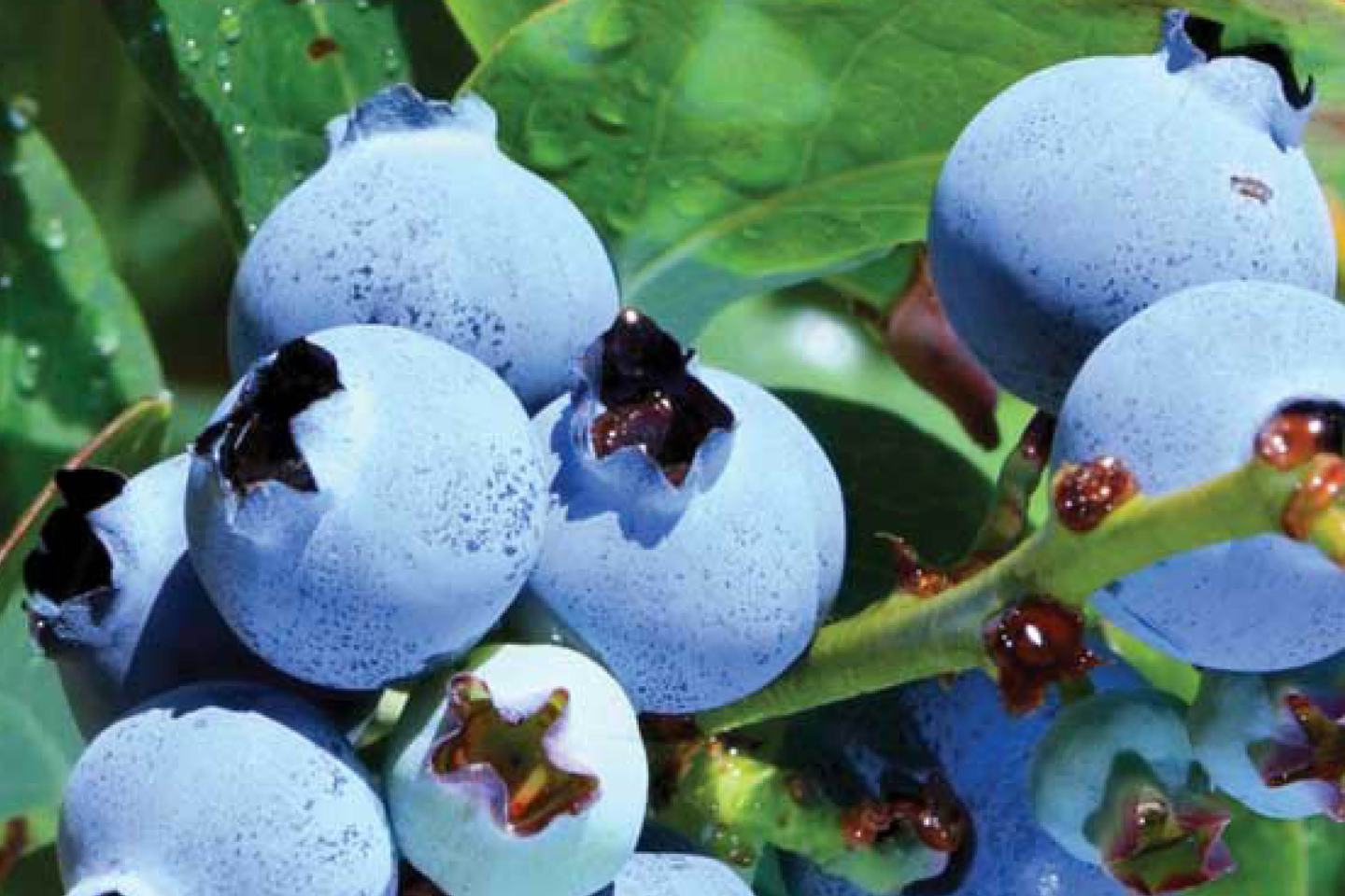 Blaubeere